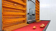金牧人公司養雞設備中的撿蛋機破蛋率能控制在什么標準？