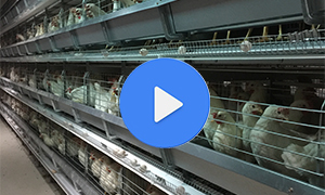 層疊蛋雞籠產品圖片視頻實拍展示