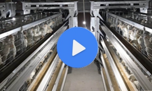 2019小型層疊蛋雞全自動養雞設備