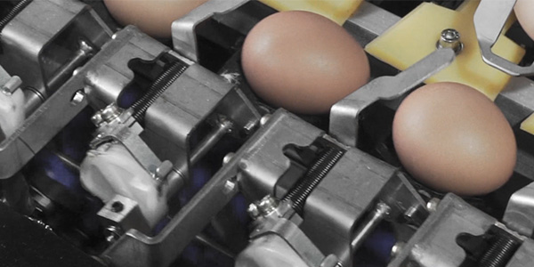 雞籠廠來告訴您蛋雞病后生產應如何才能恢復產能