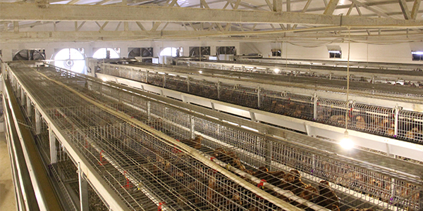 蛋雞籠養殖新建1萬只雞舍 ，您需要投多少錢？