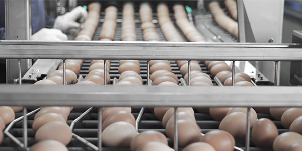 蛋雞籠養殖如何維持最大限度發揮其生產性能