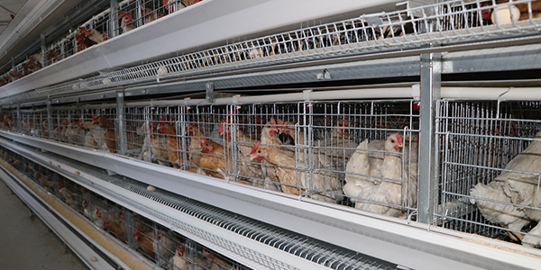 蛋雞籠養殖在不同季節的溫度和通風控制