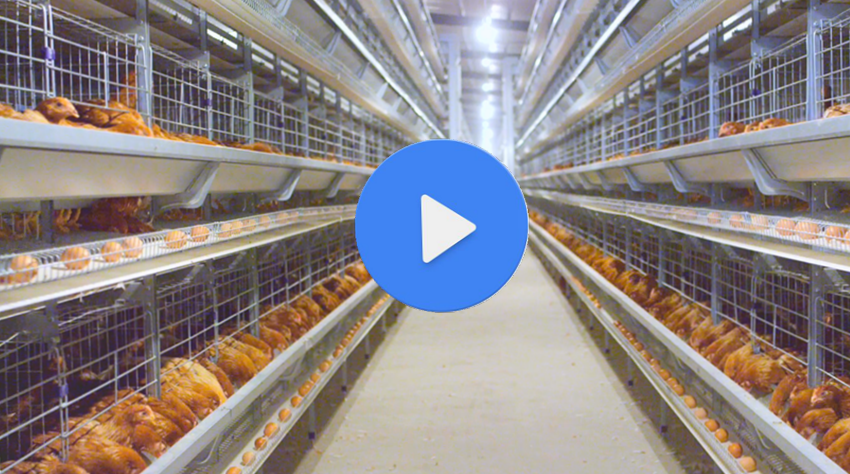 2020年大層疊蛋雞自動化設備金牧人養雞設備