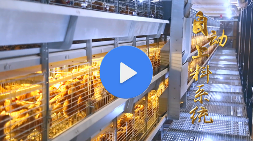 2020年層疊式育雛小雞自動化養殖設備金牧人機械